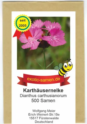 Produktbild von Kartäusernelke – Dianthus carthusianorum – Schmetterlingsmagnet – 500 Samen