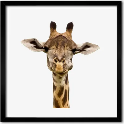Produktbild von Bild - 50 cm x 50 cm - MDF - Rahmen, Wandkunst - Giraffe