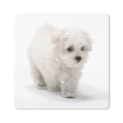 Produktbild von MuchoWow® Mauspad Mousepad Niedlicher kleiner Malteserhund 30x30 cm - Mousepads - Maus Mat - Pad - Mausunterlage - Gaming