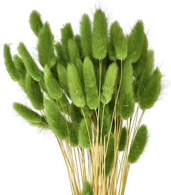 Produktbild von Hasenschwanzgras Ziergras Lagurus Olivgrün 65cm Hochwertige Trockenblumen Deko