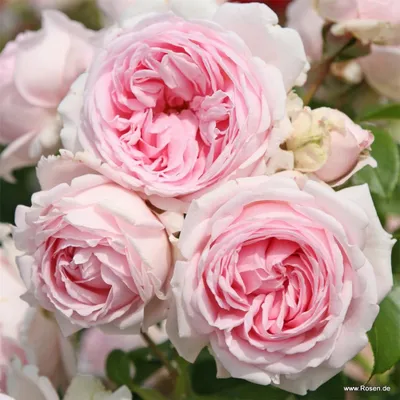 Produktbild von Kordes Strauchrose Wellenspiel® Rosa