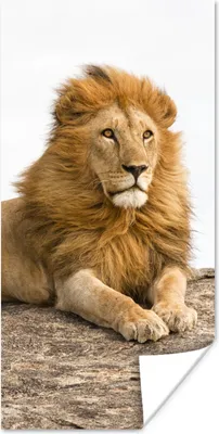 Produktbild von MuchoWow® Poster Löwe - Mähne - Tier 60x120 cm - Wandschmuck