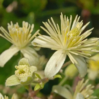 Produktbild von 2 x  Waldrebe Vitalba - Clematis Vitalba  | 50-60 cm in Container