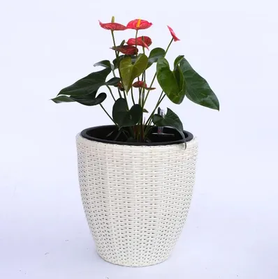 Produktbild von Elegant Einrichten | Pflanzkübel | Polyrattan | rund konisch | D30xH30cm | creme weiß.