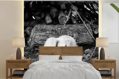 Produktbild von MuchoWow® Fototapete für Wohnzimmer oder Schlafzimmer Wandtapete Vinyl Motivtapete Lügenschwein - schwarz und weiß - 300x300 cm - Wanddekoration