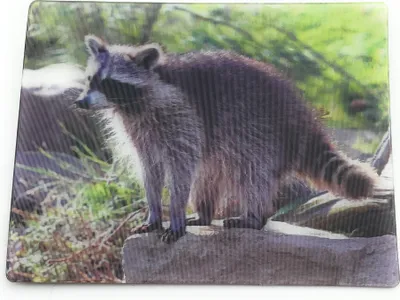 Produktbild von Onwomania Waschbär Bär niedlich 9x7cm 3D Magnet Karte Kühlschrankmagnet Magnetbild Heftmagnet Grau