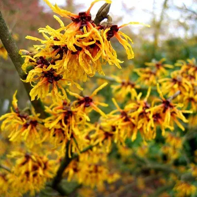 Obrázek produktu pro Čarovník  - Hamamelis intermedia 'Orange Beauty'  | 40-60 cm v kontejneru