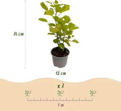 Produktbild von GreenboutiQ - Gartenpflanze - Cotinus coggyria Golden Spirit - Gelb - 3 Pflanzen - Laubabwerfend - Pflegeleicht - Topf 12cm Höhe 35cm