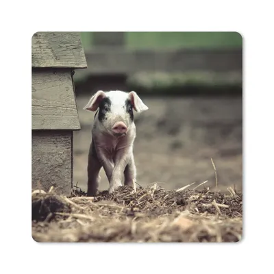 Produktbild von MuchoWow® Mauspad Mousepad Schwein - Stall - Baby 20x20 cm - Mousepads - Maus Mat - Pad - Mausunterlage - Desk Mat - Bureauartikeln