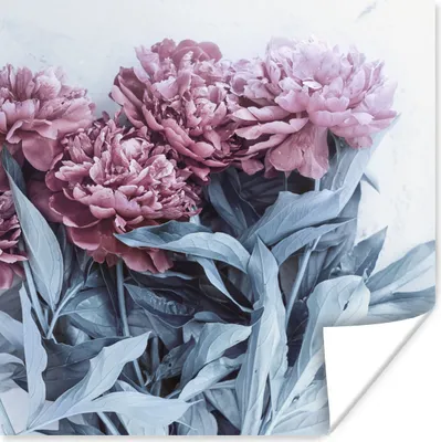 Produktbild von MuchoWow® Poster Rosa Pfingstrosen auf Marmor 50x50 cm - Wohnzimmerdekoration