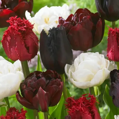 Produktbild von Tulpenzwiebeln Winterhart Mehrjährig - Burgundy White Mix - 20 Blumenzwiebeln - Echte Pflanzen aus Holland - Tulpenzwiebeln für Garten, Töpfe und Balkon (große Knollen, kein Samen, nicht künstlich)
