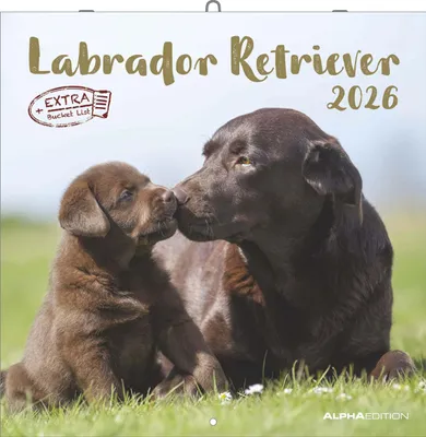 Immagine prodotto di Labrador Retriever 2026 - 30x30 cm (30x60 aperto) - Calendario con spazio per appunti - Bassotto - Calendario illustrato - Planner da parete - Calendario del bassotto