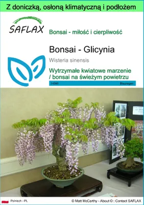 Zdjęcie produktu dla SAFLAX - Garden to go - Bonsai - Glicynia - 4 Nasiona - Z doniczką, pokrywą klimatyczną i podłożem do uprawy - Wisteria sinensis