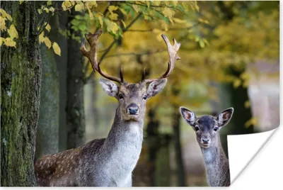Produktbild von MuchoWow® Poster Hirsche - Tiere - Baum 120x80 cm - Bilder