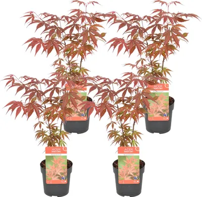 Produktbild von Bloomique - 4er Set - Acer Atropurpureum - Japanischer Ahorn - Winterharte Pflanzen - Gartenpflanzen Winterhart - Höhe 20-30 cm - Topf 10,5 cm