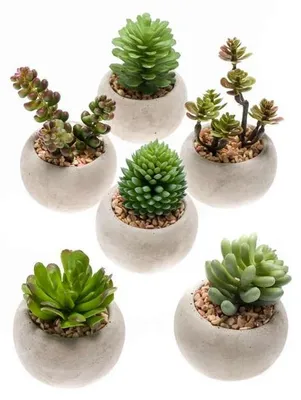 Obrázek produktu pro Sada 6 umelých mini sukulentu v cementovém kvetináci o prumeru 6,5cm