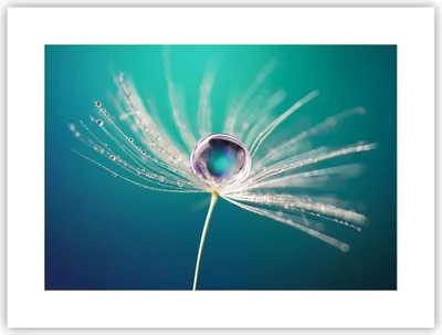 Produktbild von Poster - Poster ohne Rahmen - Pflanze Natur - 40x30 cm - Wand Bild - Wanddeko - Wandbilder - Kunstposter - Wandposter - Bilder - Kunstdruck - Wanddekoration - Wandbild - P2XAA40x30-3991