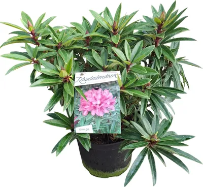 Immagine prodotto di Rododendro nano 'Graziella' - Resistente e sempreverde - Rhododendron ponticum, circa 50 cm - Ideale per giardini e contenitori