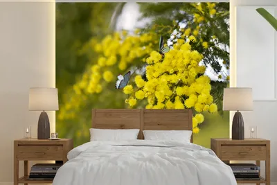 Produktbild von MuchoWow® Fototapete für Wohnzimmer oder Schlafzimmer Wandtapete Vinyl Motivtapete Gelbe Mimosenpflanze mit grünen Blättern - 240x240 cm - Schlafzimmer-Tapete