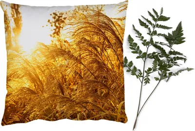 Produktbild von MuchoWow® Zierkissen Sofakissen Wohnzimmer Dekokissen 60x60 cm Pampasgras - Sonne - Gras - Sitzfläche - Foto Polster
