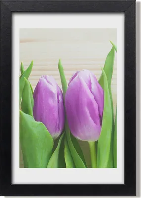 Produktbild von Bild 20x30 MDF-Rahmen, Wandkunst Lila Tulpen