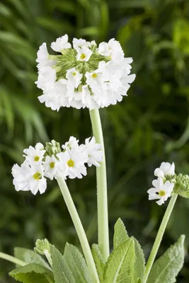 Produktbild von Primula denticulata 'Alba', Kugelprimel, weiß, ca. 9x9 cm Topf