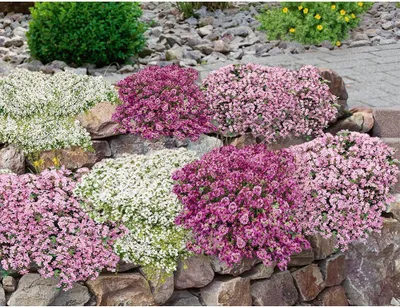 Produktbild von BALDUR Garten 27er Bodendecker-Set Thymian, Pflanzen im 9x9 cm-Topf, locken Bienen und Insekten an, intensiver Duft, winterhart, trockenheitsresistent, pflegeleicht, ideal für Beet & Naturgarten