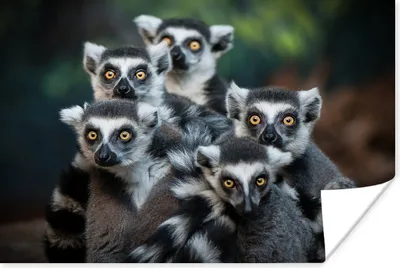 Produktbild von MuchoWow® Poster Affen - Tiere - Ringelschwanzlemuren 180x120 cm - Fotoplakat