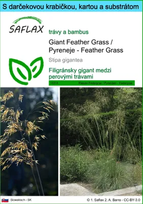 Obrázok produktu pre SAFLAX Darčeková sada - Giant Feather Grass / Pyreneje - Feather Grass - Stipa gigantea - 10 Semená - S darčekovou krabičkou, prepravným štítkom, darčekovou kartou a pestovateľským médiom