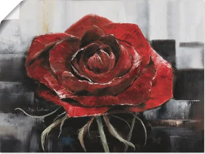 Produktbild von ARTland Poster Blühende rote Rose Größe: 80x60 cm