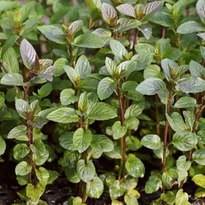 Produktbild von 6 x Pfefferminze - Mentha piperita 'Nigra' | Topf 9cm x 9cm