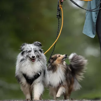 Produktbild von Hundenleine - Orange 3 m verstellbare Leine für kleine und mittelgroße Hunde