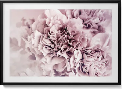 Produktbild von Blassrosa Pfingstrosenblüten– Wandbild mit Rahmen – Gerahmtes Bild  – Wanddekoration – 100x70 cm –  Schwarz Rahmen