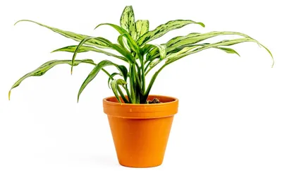 Obrázok produktu pre Gardners Aglaonema Cutlass, priemer 12 cm