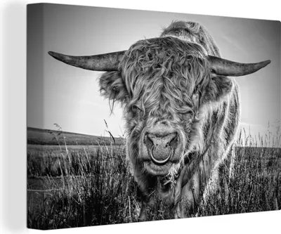 Produktbild von OneMillionCanvasses® - Leinwandbilder - 140x90 cm, Schottisches Hochlandrind - Schwarz und Weiß, Wandbilder Wohnzimmer Hochland Rind - Tier Wanddekoration - Hochland Rind - Kuh - Gemälde auf Holzrahmen