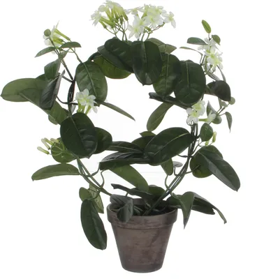 Zdjęcie produktu dla Mica Decorations Stephanotis sztuczna roślina w doniczce Stan - H50 x Ø40 cm - Biały