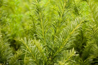 Produktbild von Eibe Semperaurea 20-25 cm, im Topf - Taxus baccata, immergrün