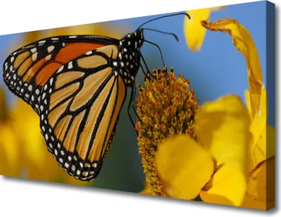 Produktbild von Tulup Leinwand-Bilder 100x50 Wandbild Canvas Kunstdruck Falter Blume Natur