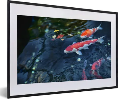 Produktbild von MuchoWow® Gerahmtes Poster Vier Koi-Karpfen in einem Teich 60x40 cm - Poster mit Schwarzem Bilderrahmen Wandposter Rahmen Foto Bilder - Schlafzimmer - Plakat in Rahmen - Drucken