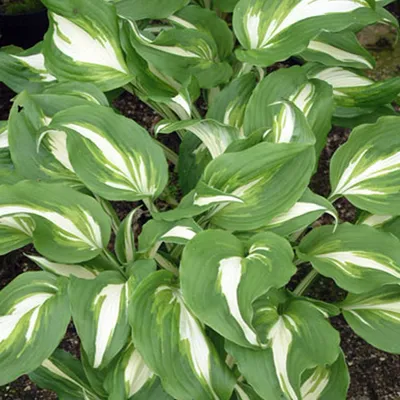 Produktbild von 6 x Weissblatt Funkie - Hosta undulata 'Mediovariegata' | Topf 9x9 cm