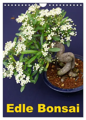 Produktbild von Edle Bonsai (Wandkalender 2027 DIN A4 hoch), CALVENDO Monatskalender