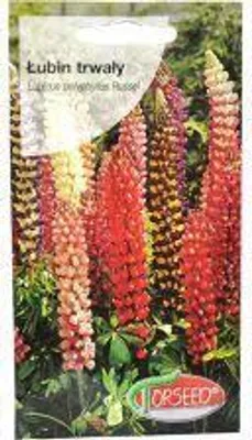 Produktbild von Samen der mehrjährigen Lupine 2g - Torseed