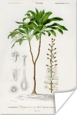 Produktbild von MuchoWow® Poster Pflanze - Jahrgang - Botanica 120x180 cm - Kunstposter