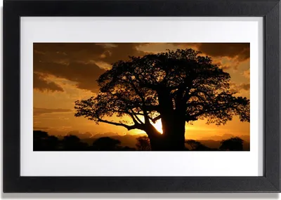 Produktbild von Bild 30x20 MDF-Rahmen Wandkunst Baum Natur