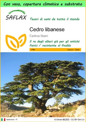 Immagine prodotto di SAFLAX Garden to go - Cedro libanese - 20 semi - Cedrus