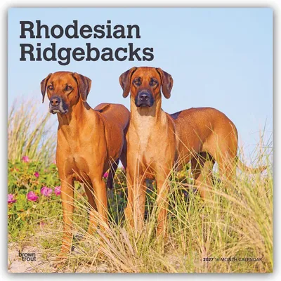 Produktbild von Rhodesian Ridgebacks - Rhodesian Ridgeback 2027 - 16-Monatskalender