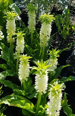Image de Eucomis autumnalis / Plante ananas