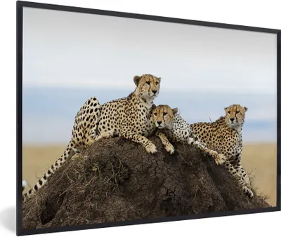 Produktbild von MuchoWow® Gerahmtes Poster Drei Geparden auf einem Aussichtshügel 90x60 cm - Poster mit Schwarzem Bilderrahmen Wandposter Rahmen Foto Bilder - Fotorahmen - Foto-Plakat
