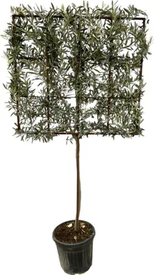 Produktbild von Trendyplants - Olivenbaum - Olea Europaea Baum auf Gestell - Gartenpflanze - Höhe 215-235 cm - Topfgröße Ø40cm