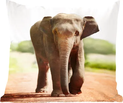 Produktbild von MuchoWow® Zierkissen Sofakissen Wohnzimmer Dekokissen 60x60 cm Elefant - Sonne - Safari - Sitzfläche - Foto Polster